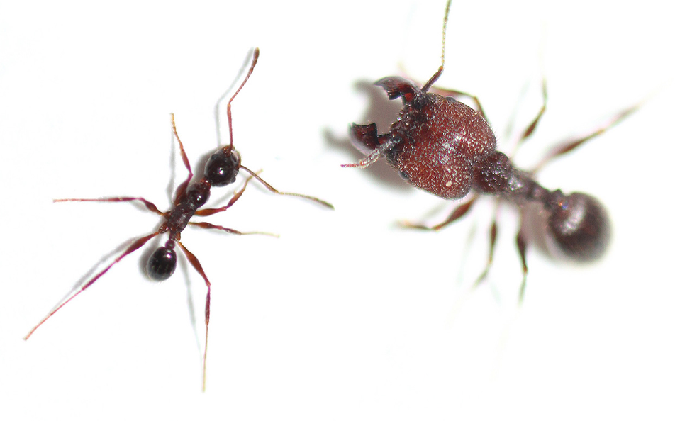 big-headed-ants-e>