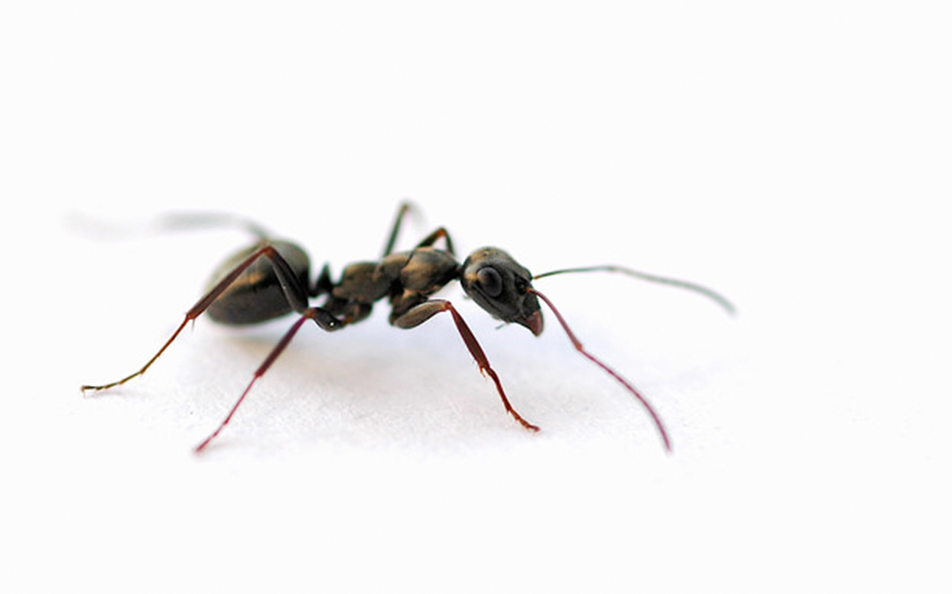 black-crazy-ant>